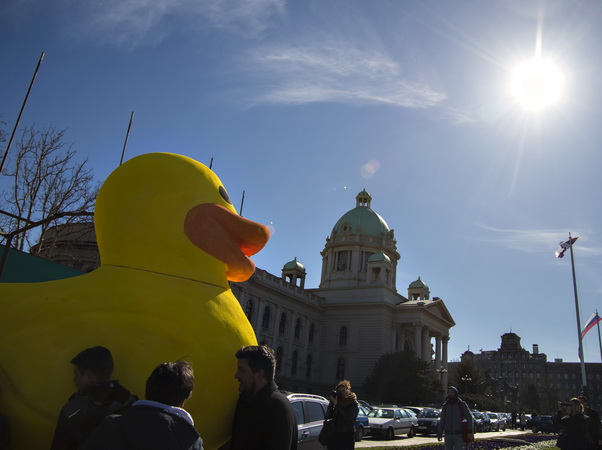 Protestna patka 